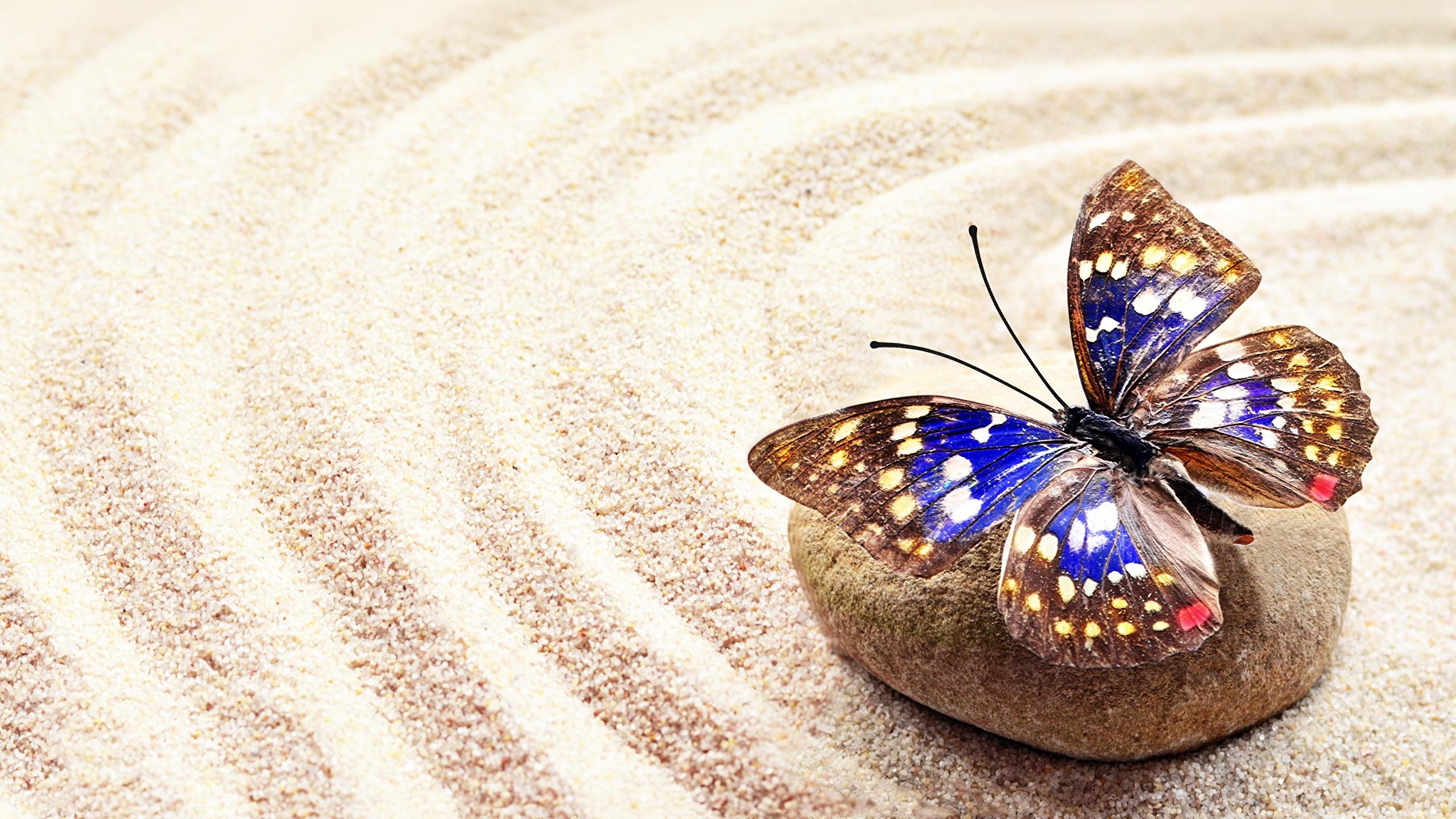 2560x1440 Picture Butterflies zen Sand Stones Animals 2560x1440