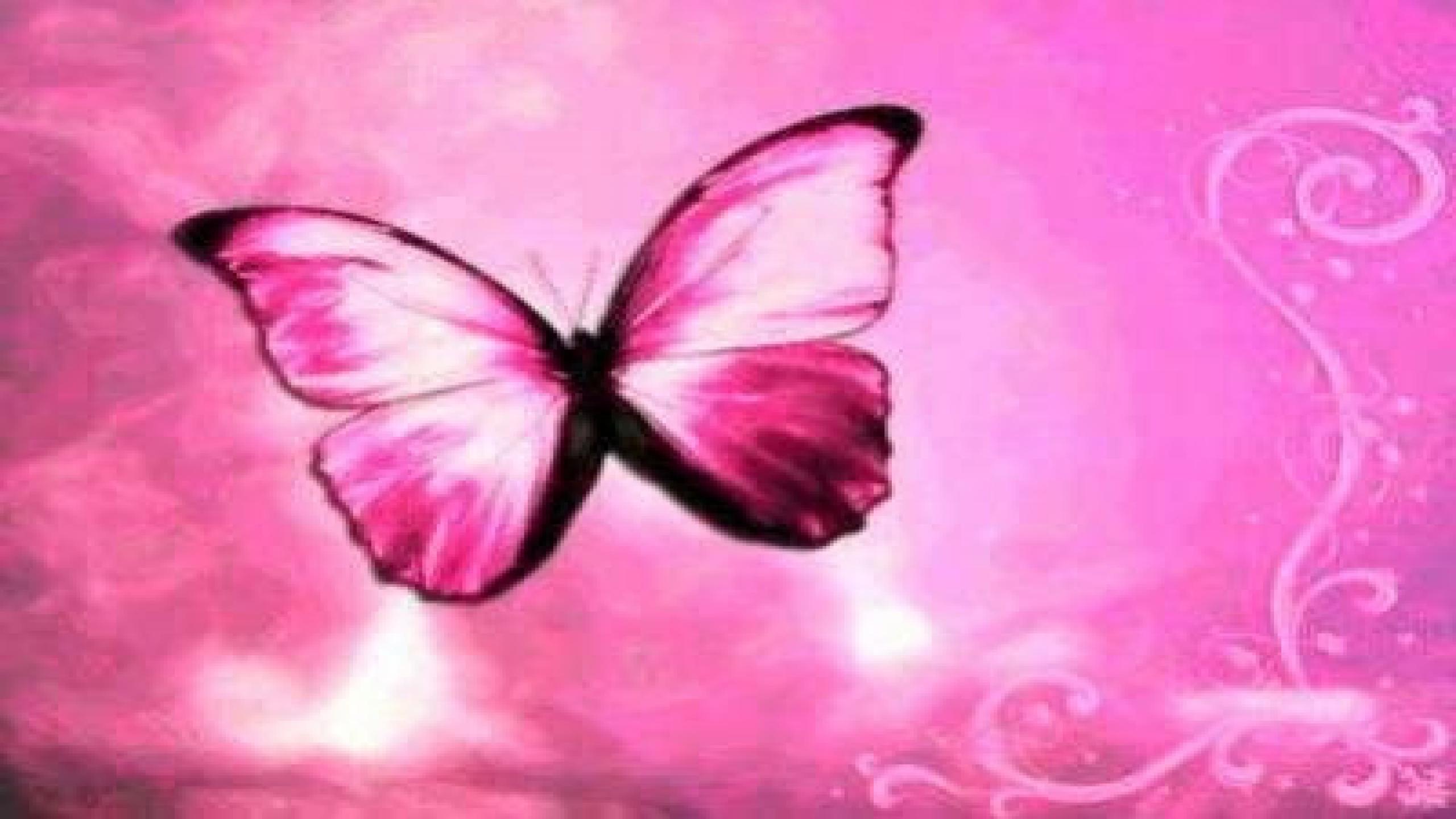 2560x1440 butterfly wallpaper 47