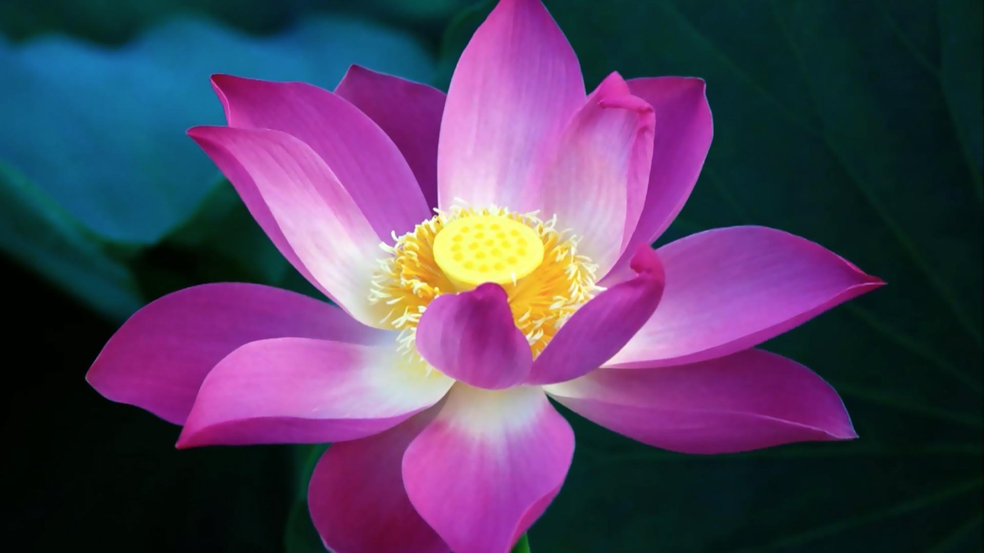 1920x1080 3D Pink Lotus Flower Wallpaper Cute Wallpaper