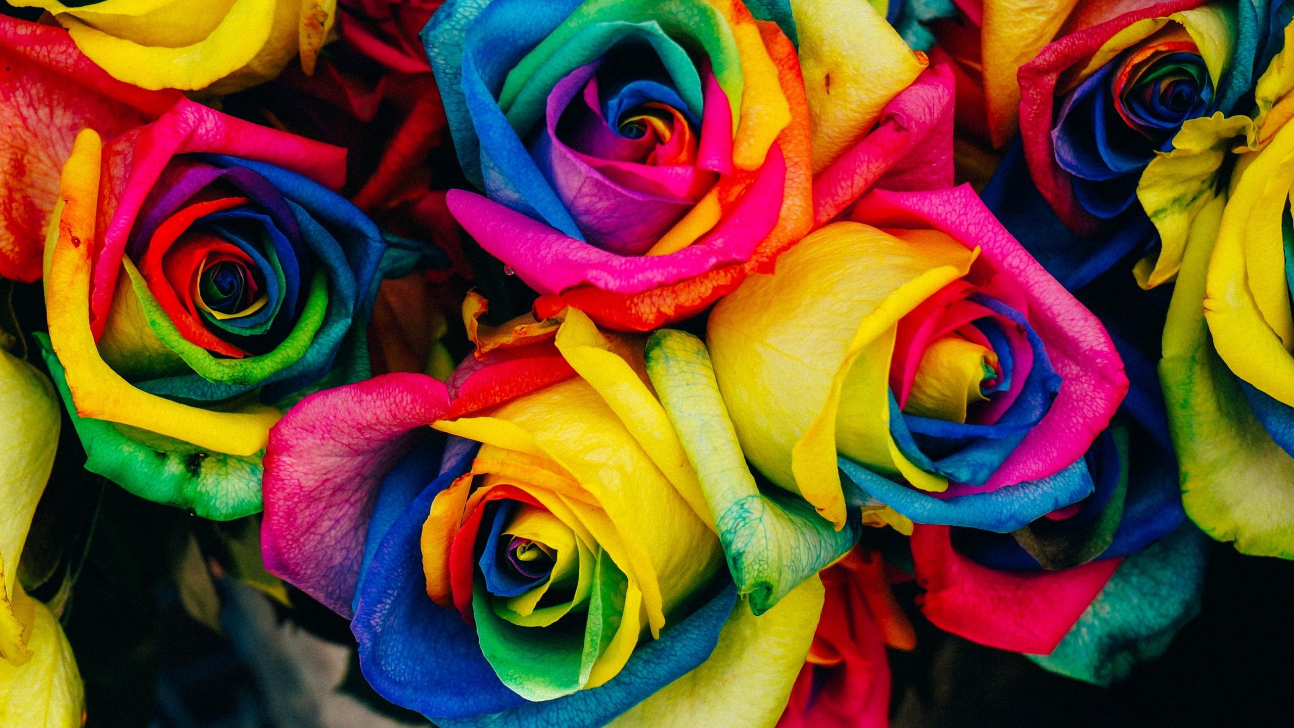 2560x1440 roses, colorful, rainbow desktop PC and Mac wallpaper