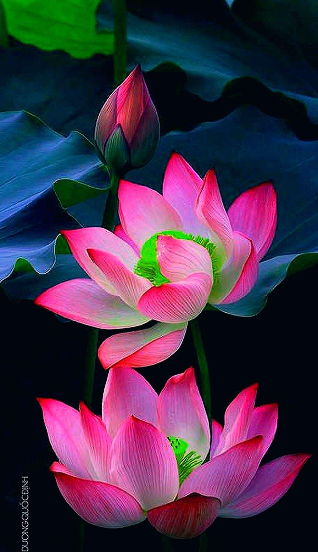 3D Lotus Wallpapers - Top Free 3D Lotus Backgrounds - WallpaperAccess