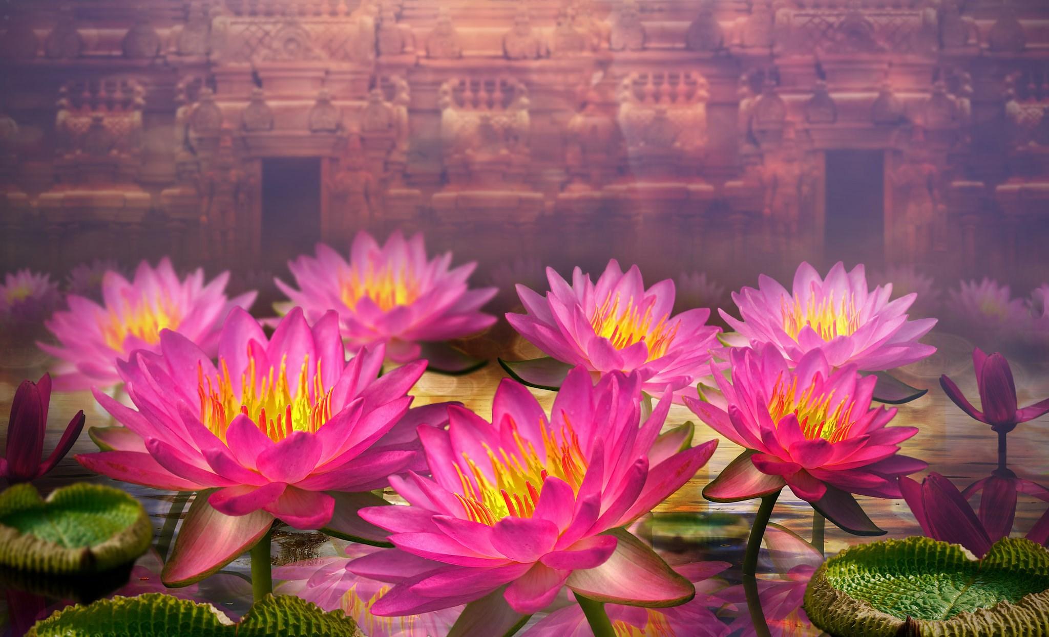 3D Lotus Wallpapers - Top Free 3D Lotus Backgrounds - WallpaperAccess