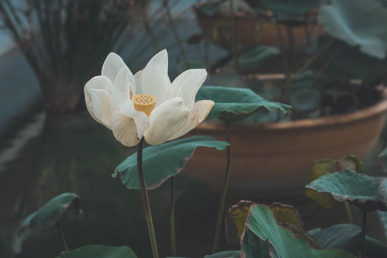 1280x854 lotus flower white 3D Models. Free