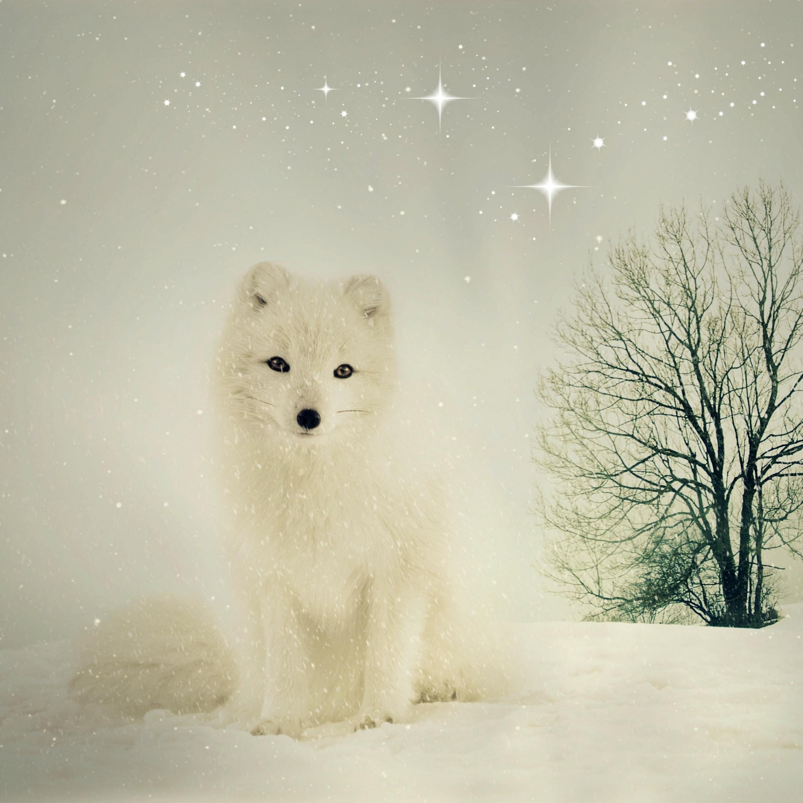 Cute White Fox Wallpapers Top Free Cute White Fox Backgrounds