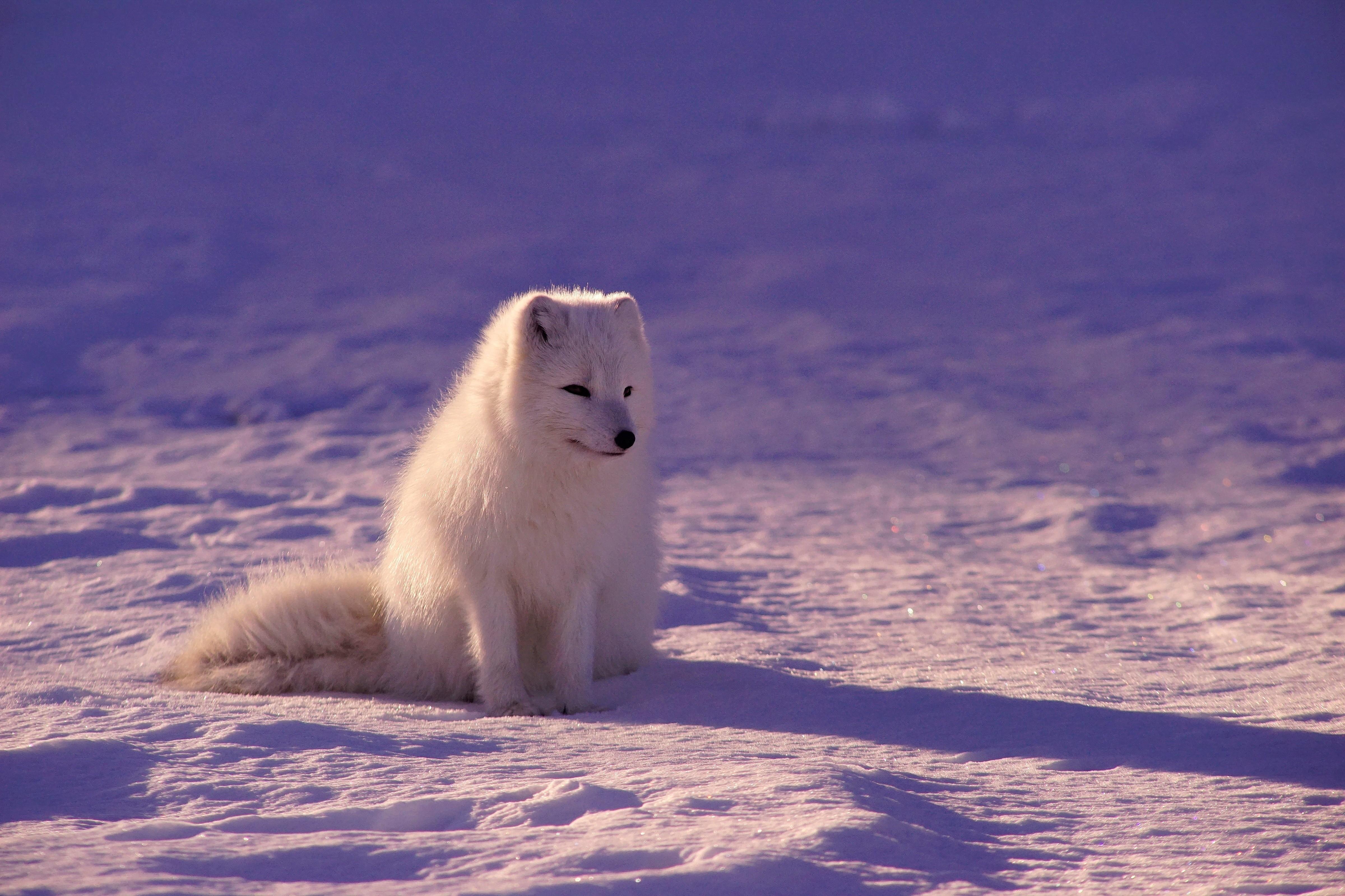 4800x3200 Download 4800x3200 White Fox, Sitting, Cute, Snow Wallpaper