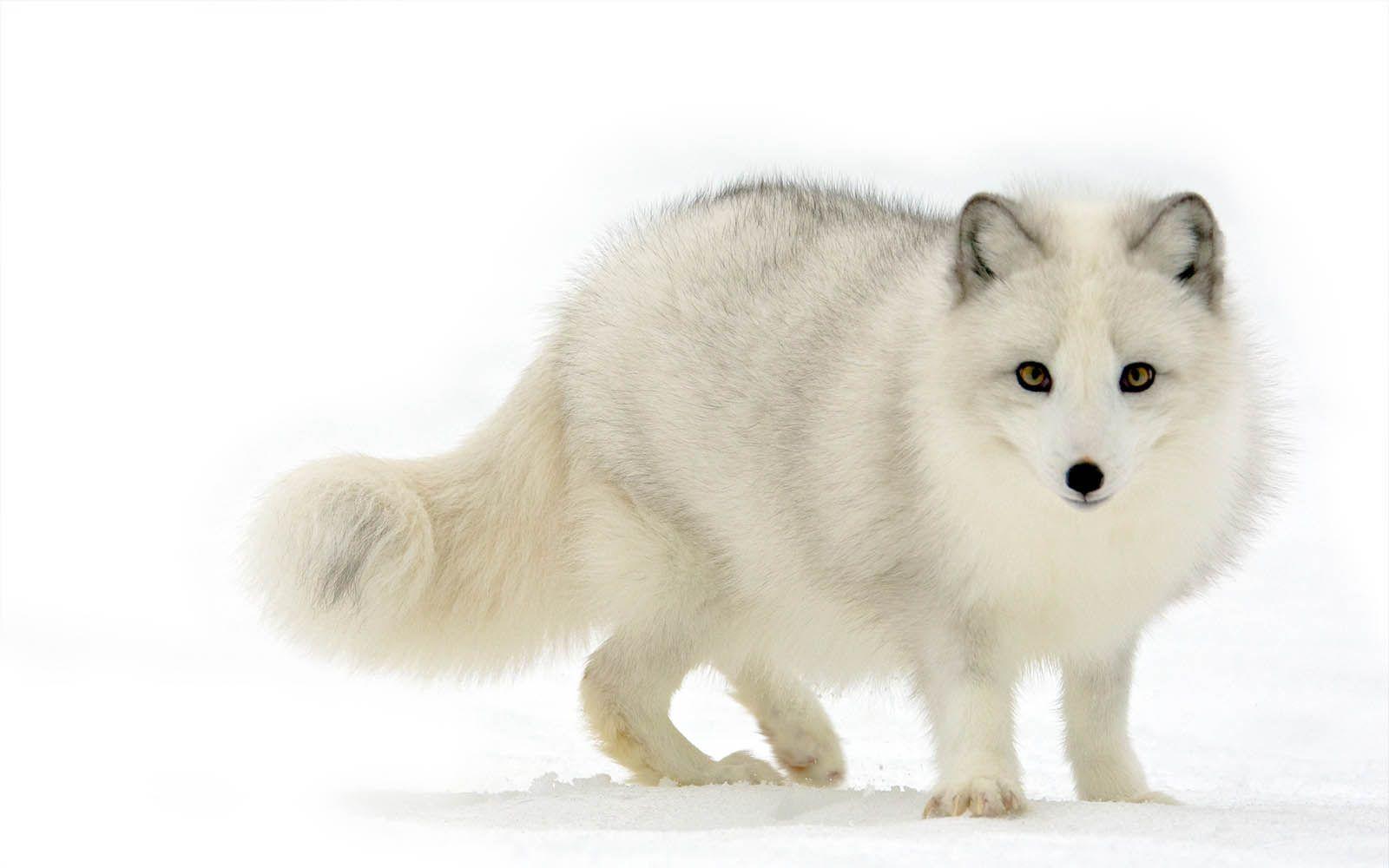 1600x1000 Tag: Arctic Fox Wallpaper, Background, Photo, Image and Picture. Arctic animals, Arctic fox, Animals beautiful