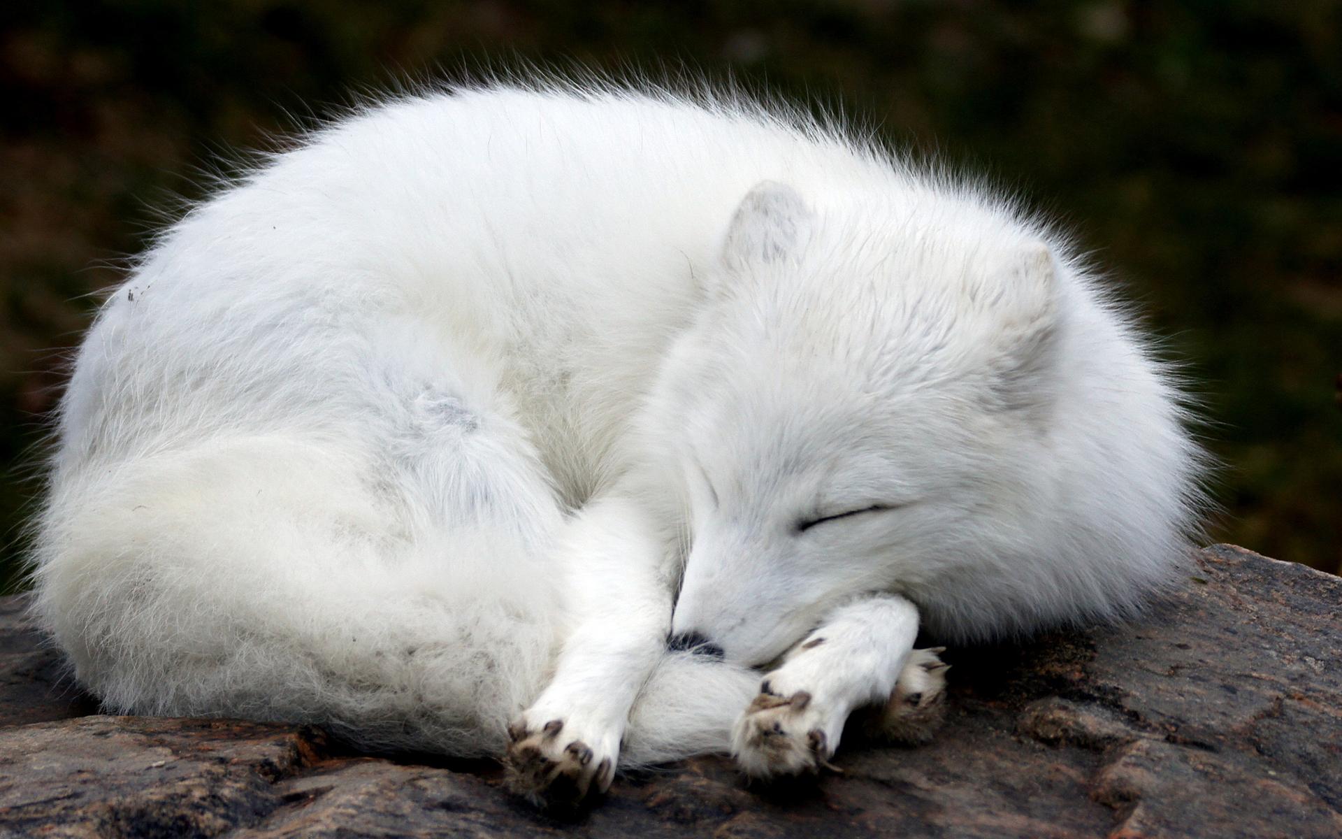 1920x1200 Arctic Fox HD Wallpaper
