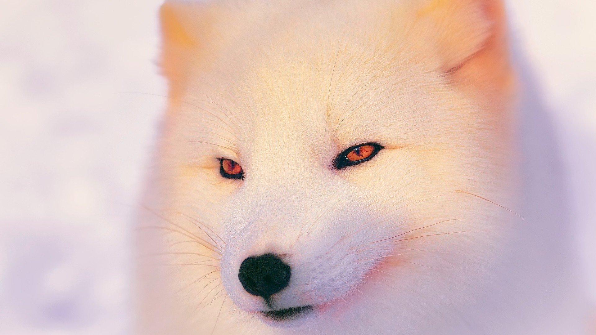 1920x1080 1920x1080 arctic fox wallpaper JPG 251 kB