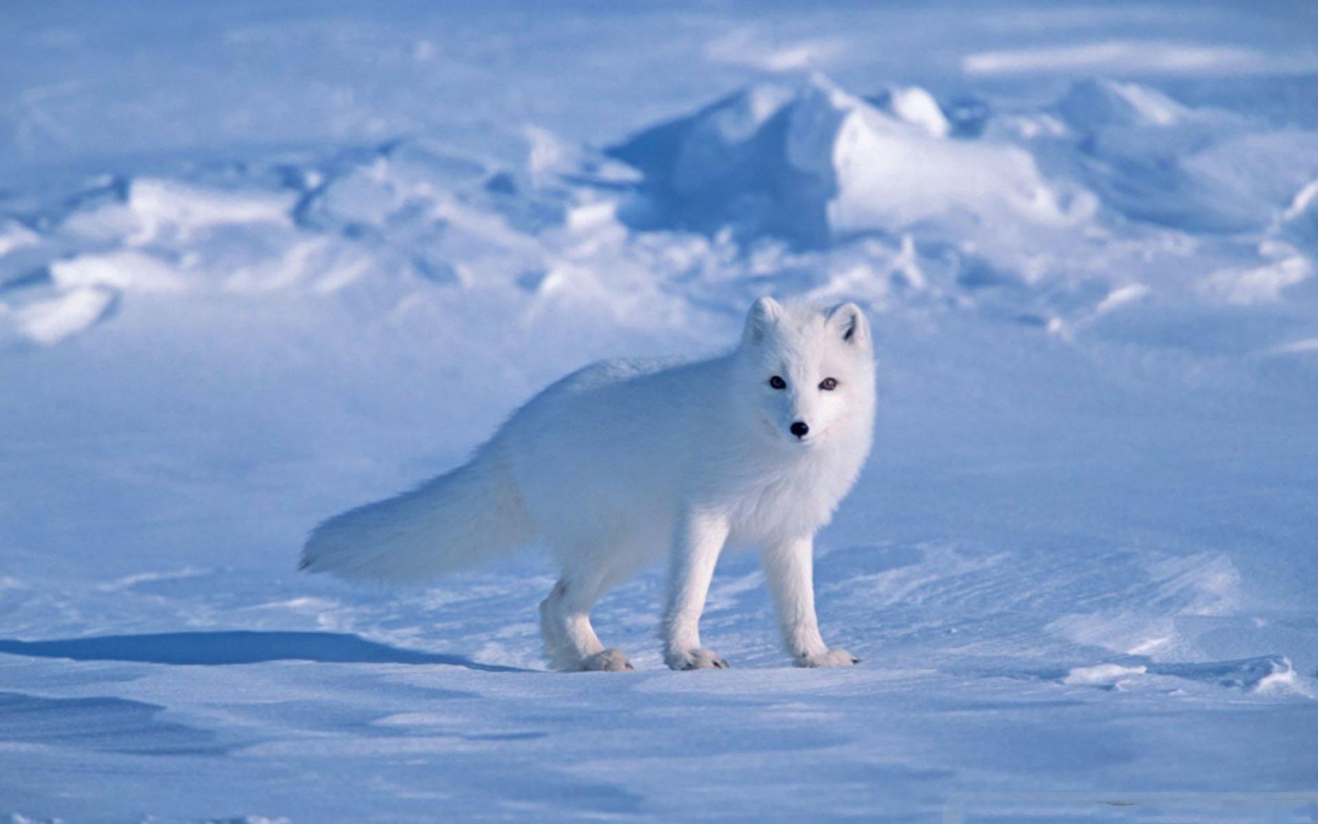 1920x1200 Arctic Fox in Winter HD Wallpaper