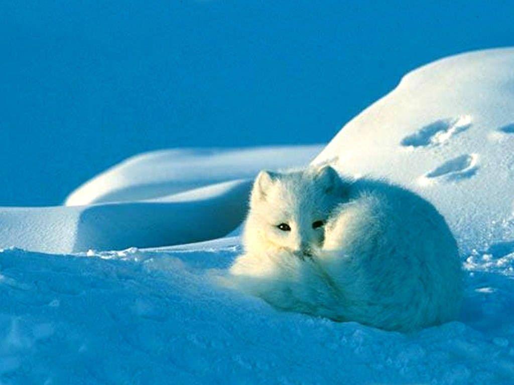 1024x768 Arctic Fox Wallpaper