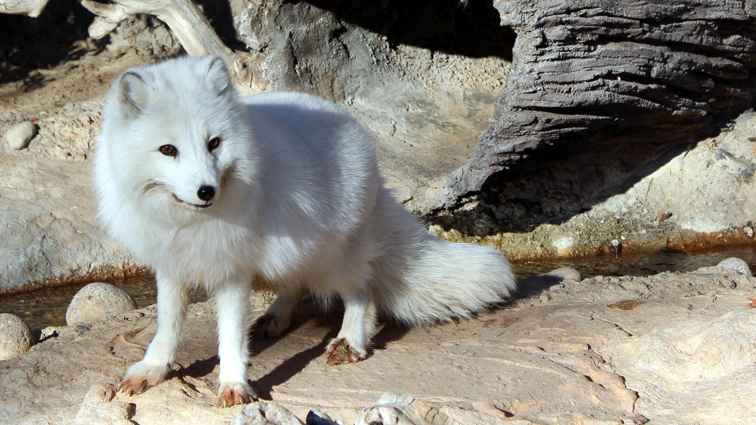 Cute White Fox Wallpapers Top Free Cute White Fox Backgrounds