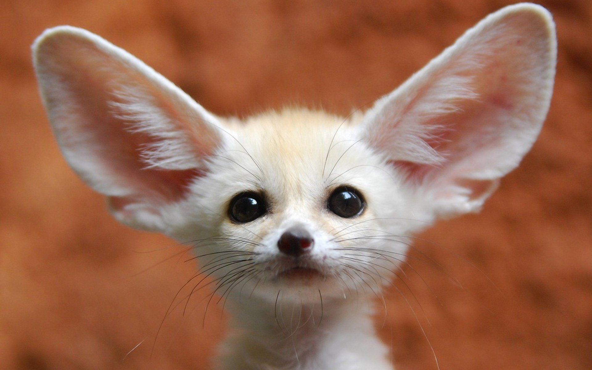 1920x1200 Fennec Fox HD Wallpaper Fennec Fox