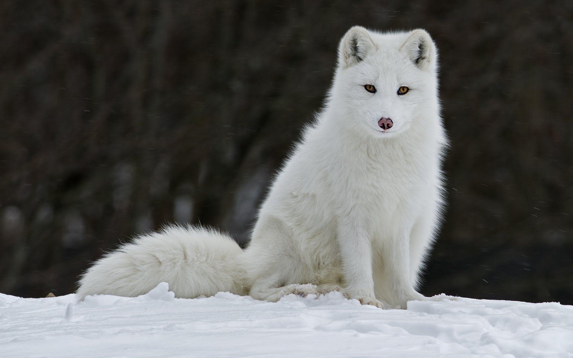 1920x1200 Snowy Fox Wallpaper, HD Snowy Fox Background