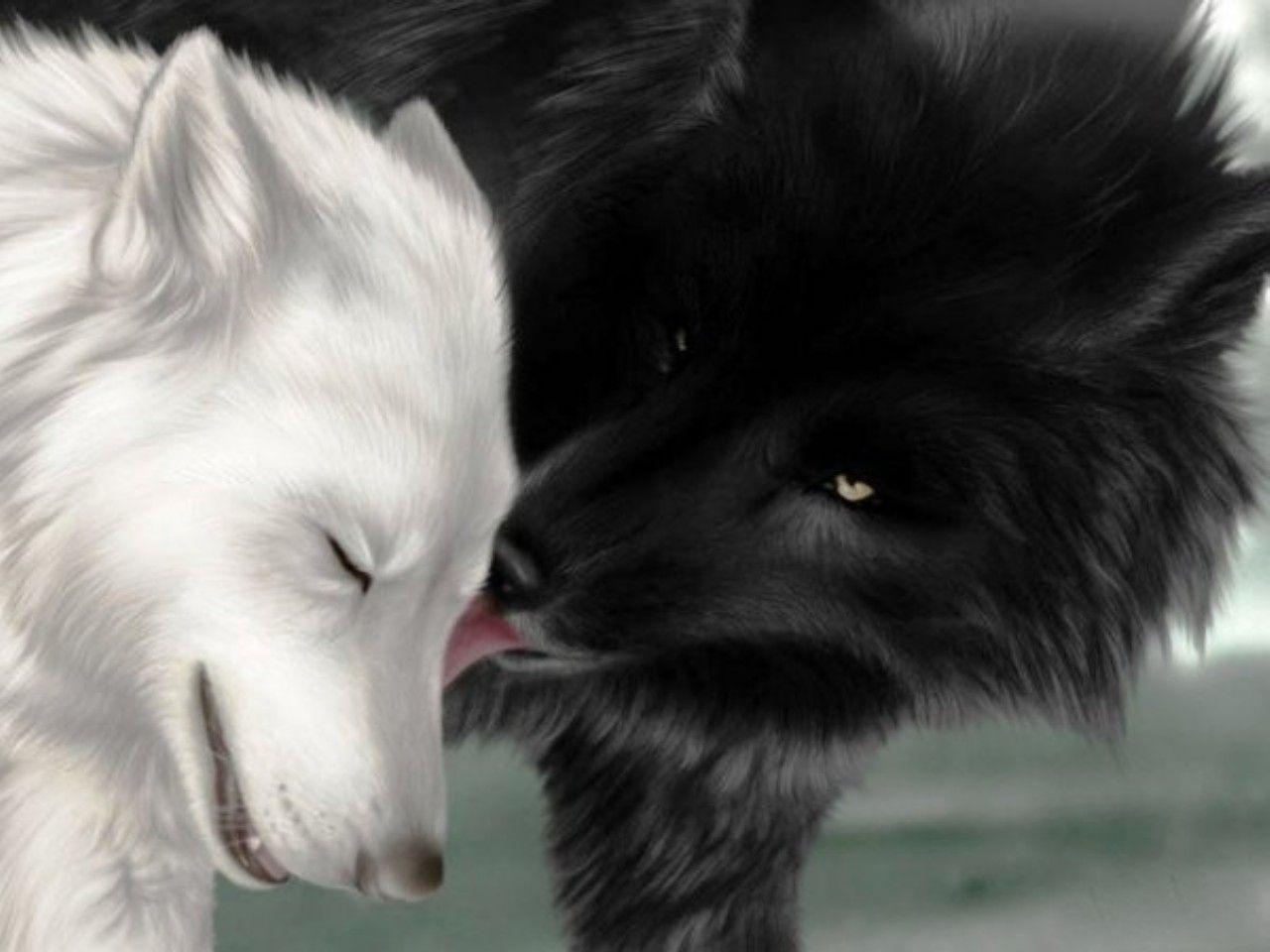 white wolf and black wolf wallpaper