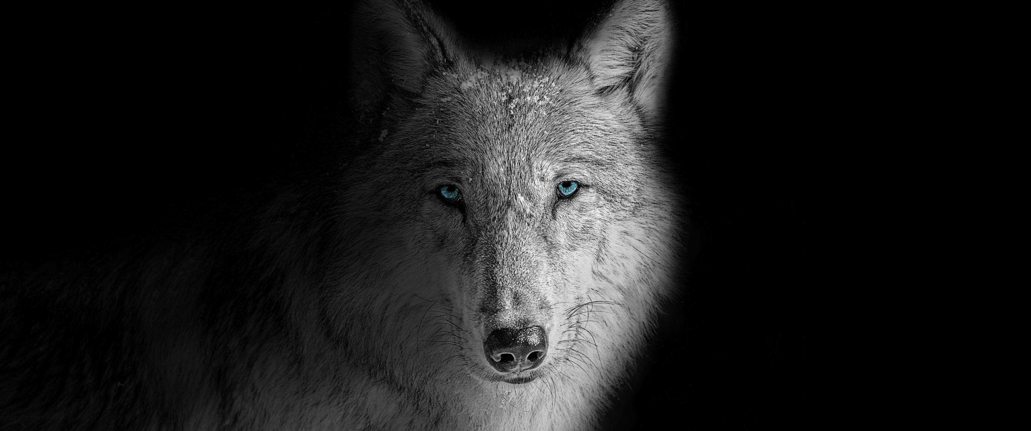 3440x1440 Wolf Wallpaper 4K, Beast, Wild, White wolf, Black background, Animals