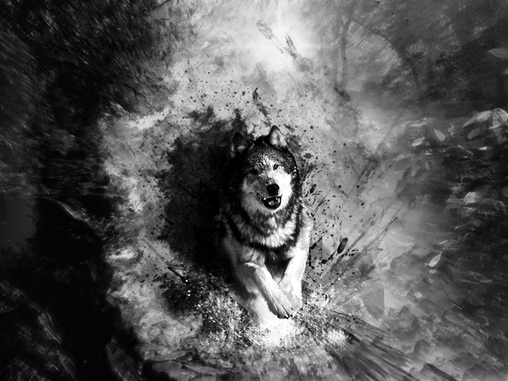 1024x768 Picture Of A Black Wolf Wallpaper And White Wolf Background