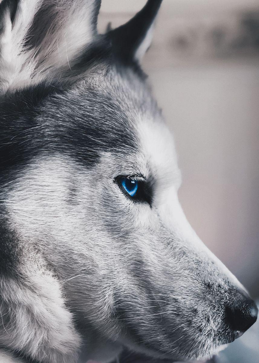 857x1200 white wolf wallpaper' Poster