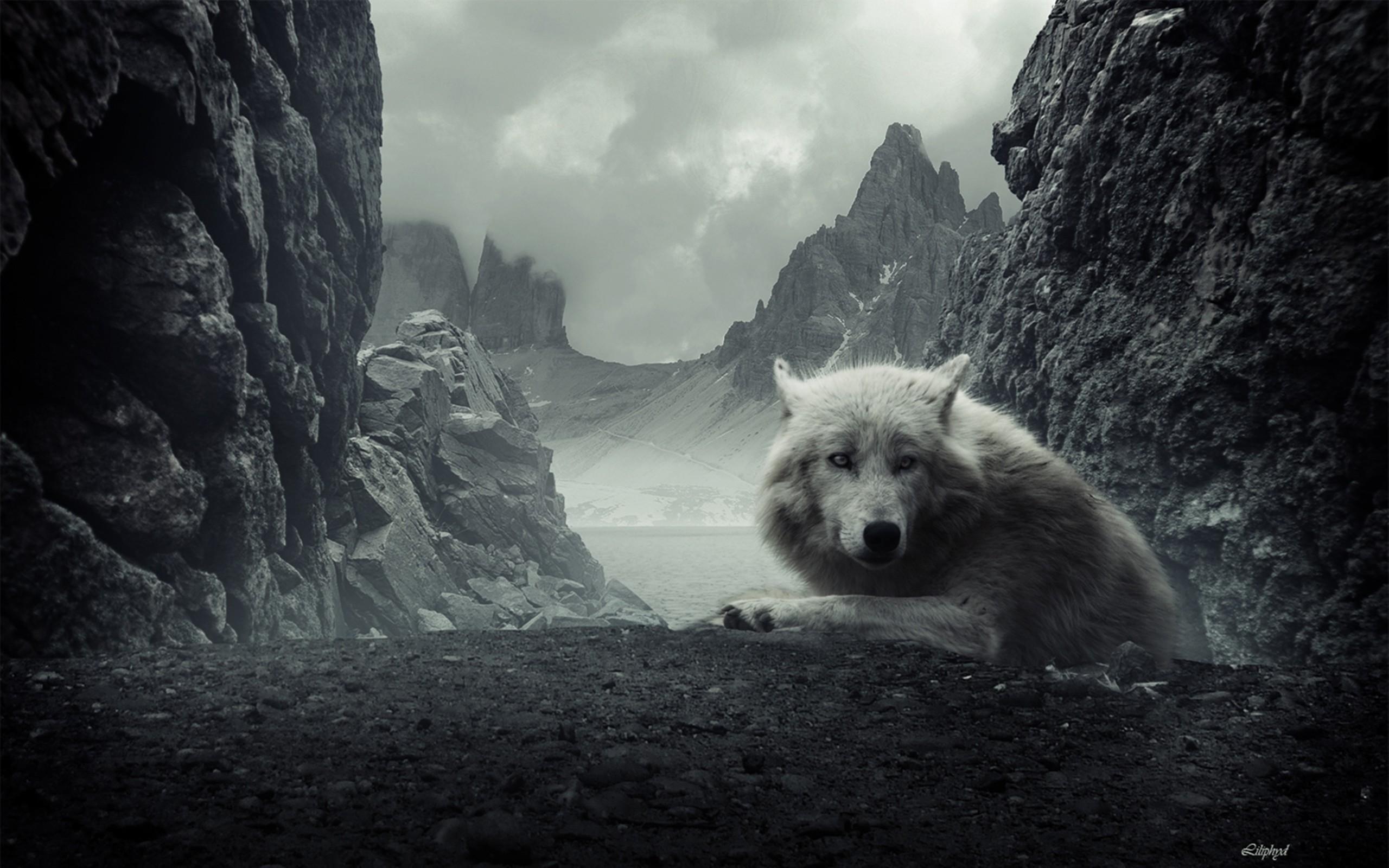 2560x1600 Wolves Wallpaper background picture