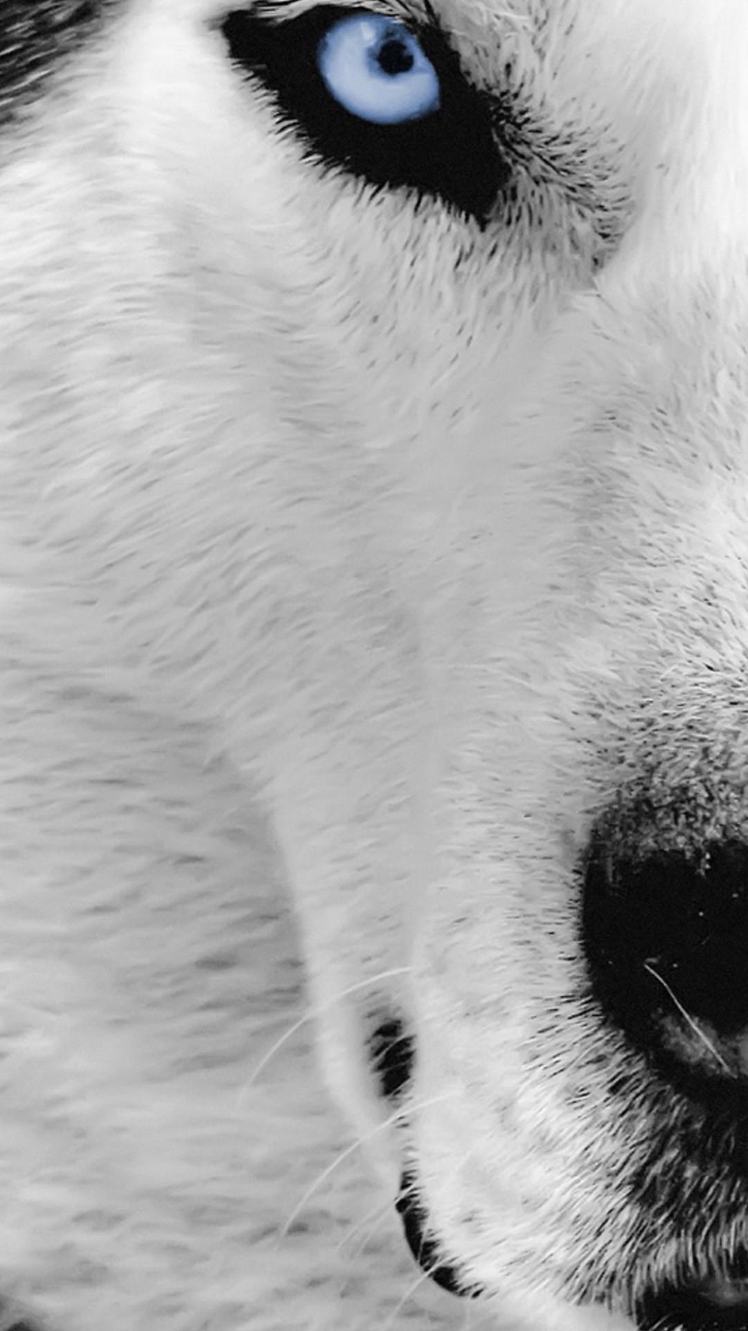 1080x1920 Desktop White Wolf Wallpaper Dowload HD Wallpaper Animal HD Wallpaper