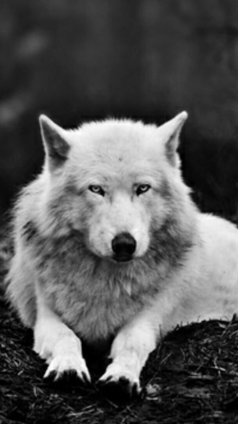 800x1420 Wolf wallpaper, alaskan tundra wolf, white wolf, black and white, wildlife • Wallpaper For You HD Wallpaper For Desktop & Mobile