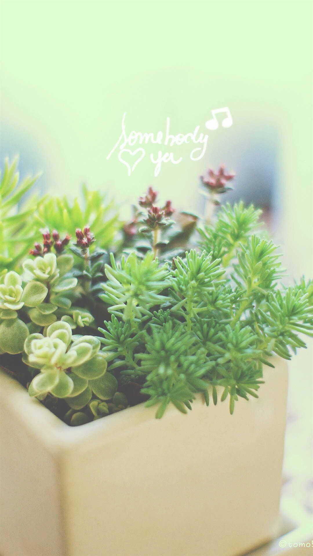1080x1920 Nature Vitality Aesthetic Fleshy Plant Pot iPhone 8