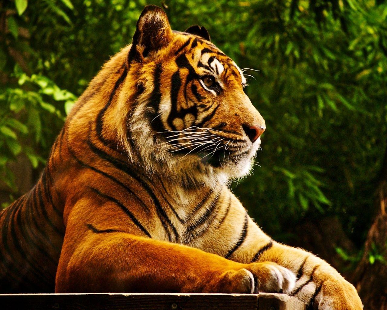 1280x1024 Tiger Wallpaper 1280x1024
