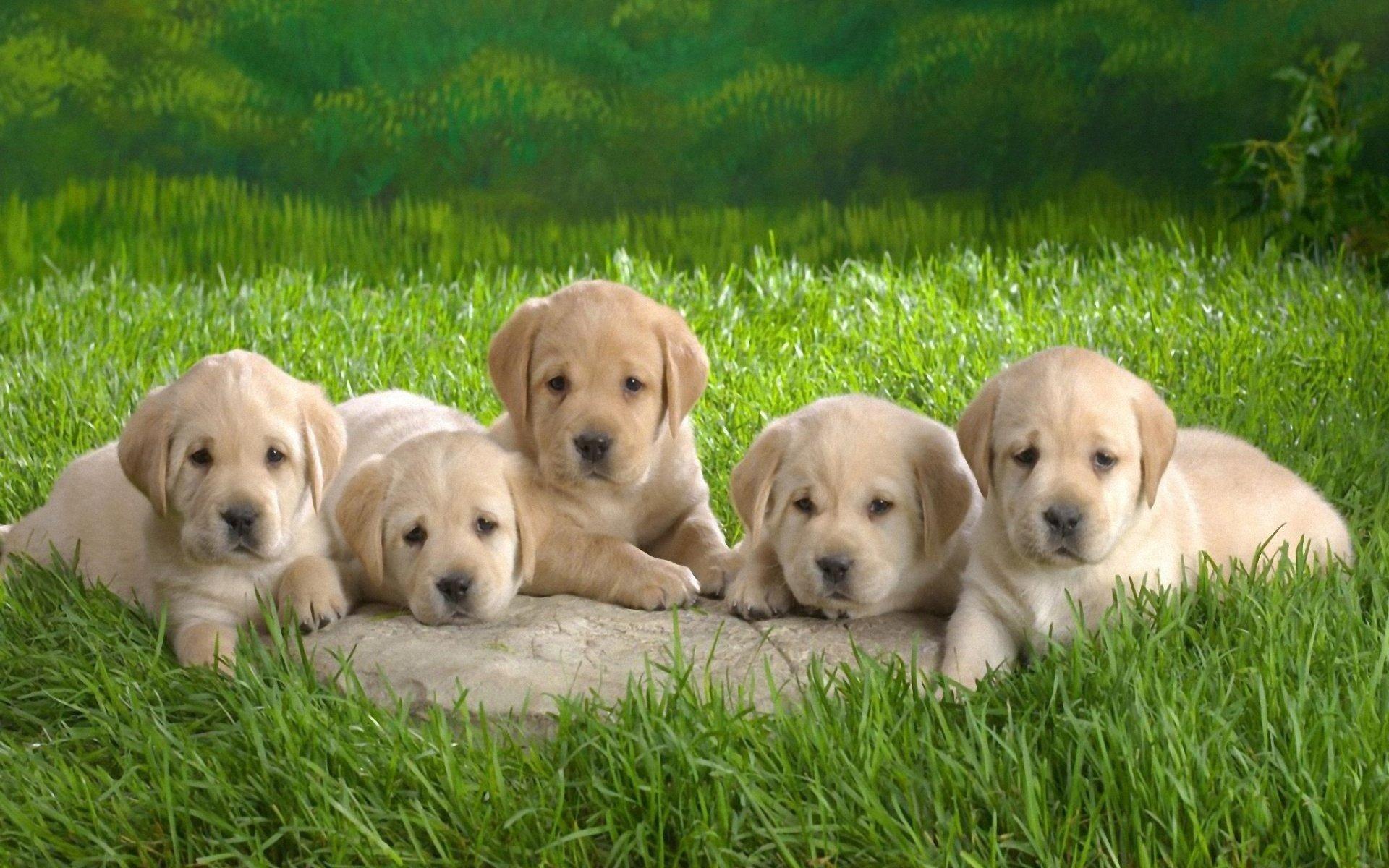 1920x1200 Cute Puppies Wallpaper for Desktop