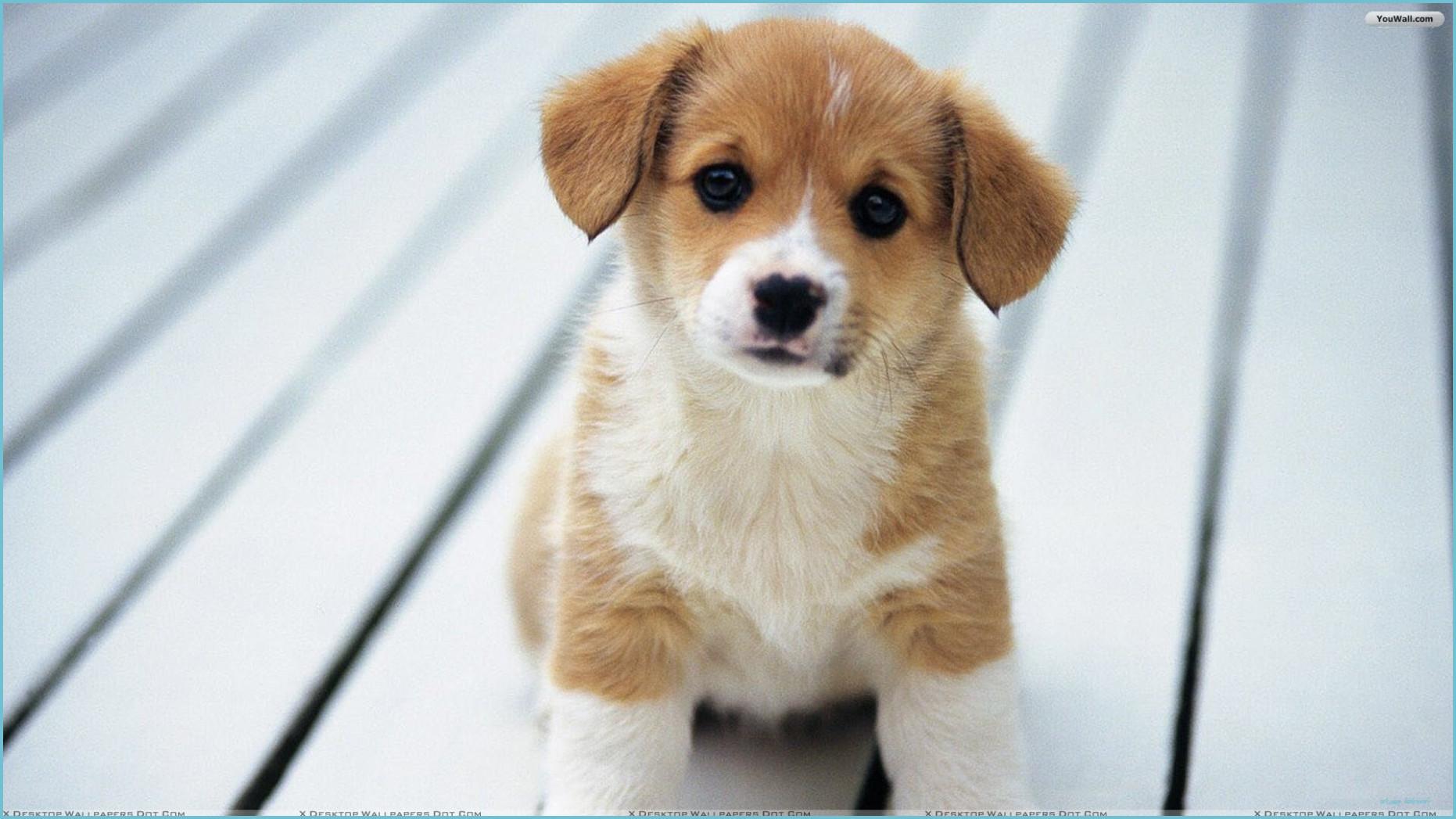 1862x1047 Cute Puppy Desktop Wallpaper (Picture) Puppy Background
