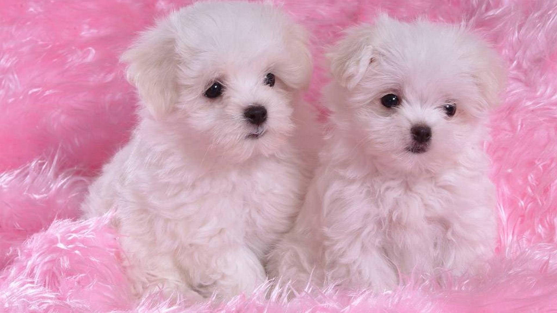 1920x1080 Cute Puppies Desktop Wallpaper Puppies HD Wallpaper