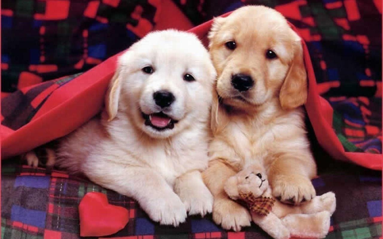 1280x800 Puppy HD Wallpaper