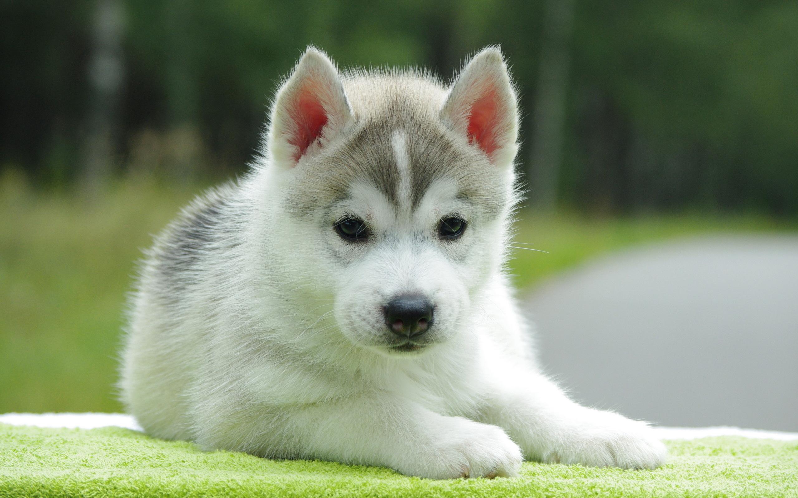 2560x1600 Cute Puppy HD Wallpaper