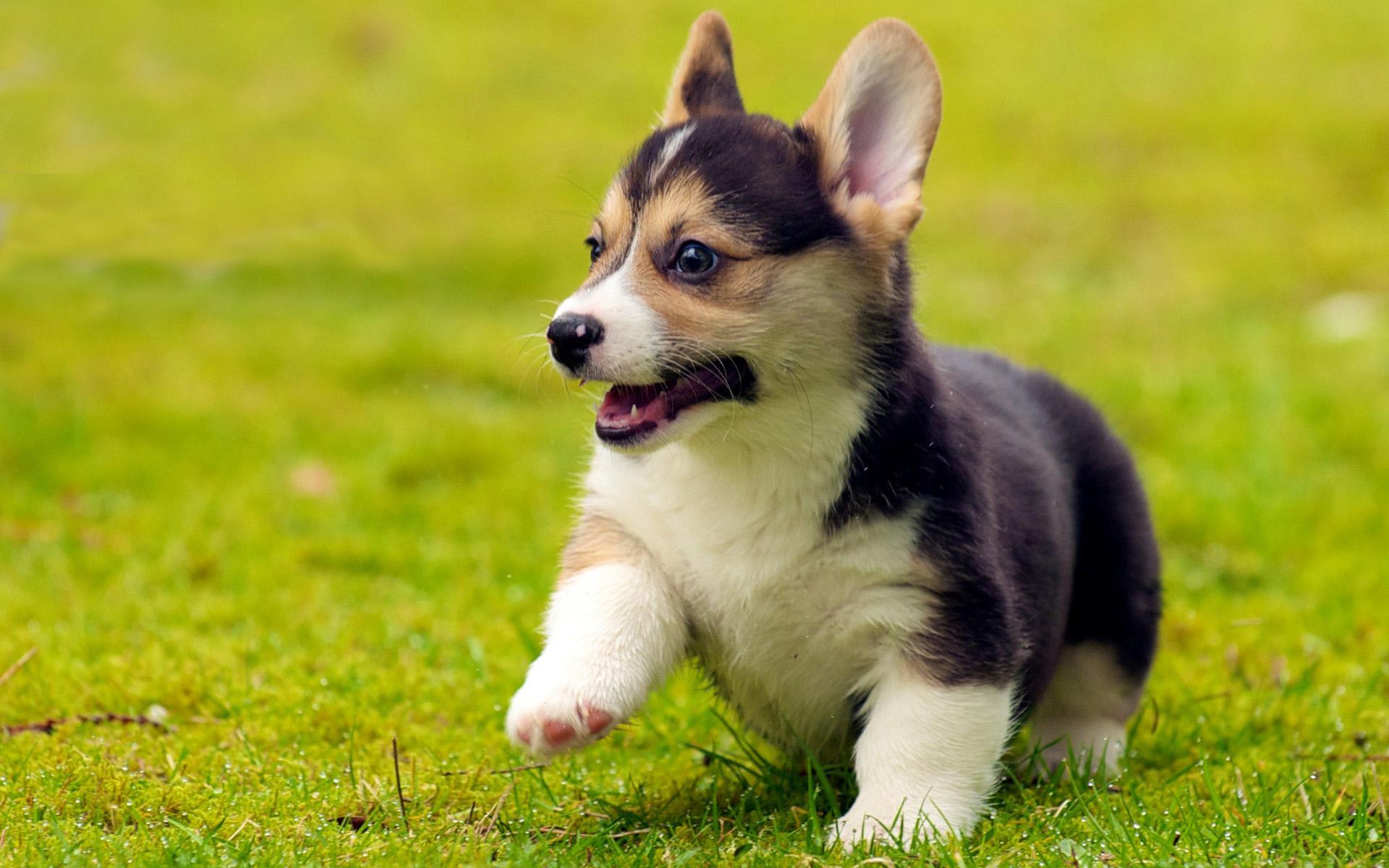 1920x1200 puppy wallpaper HD 1080p for laptop, desktop. Great Love Art