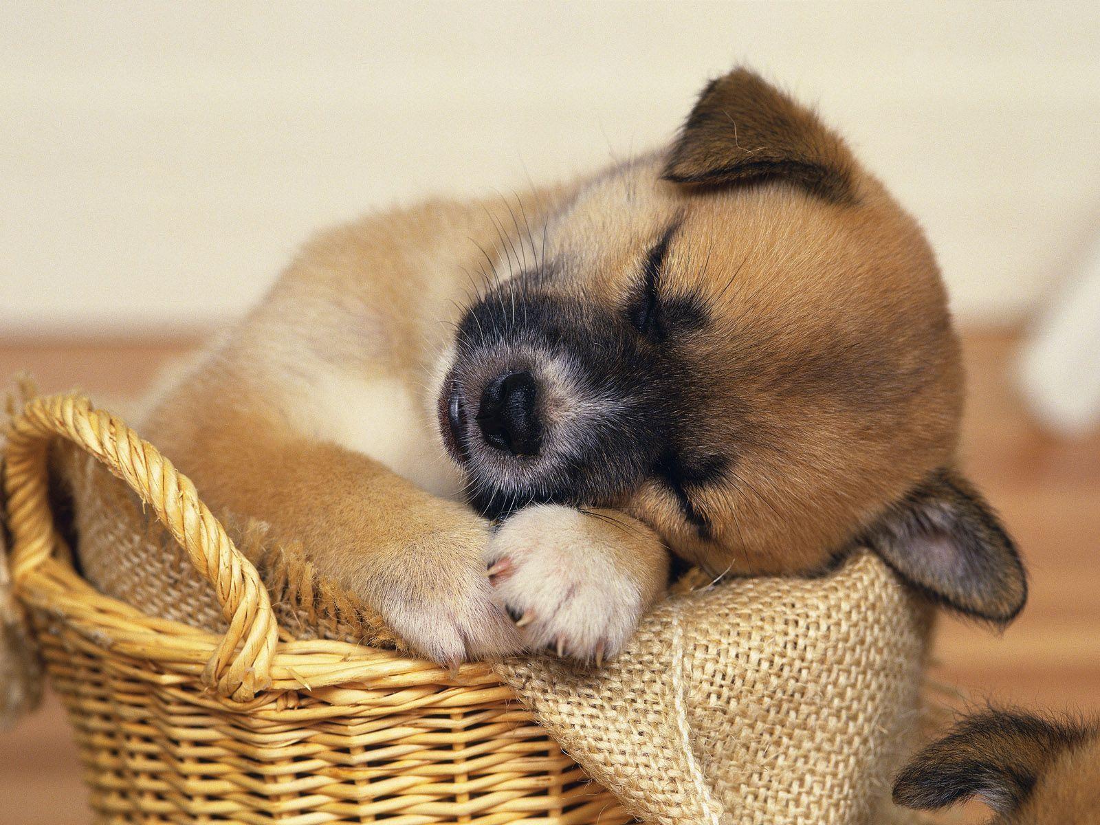 1600x1200 Very Cute Puppy Sleeping Wallpaper