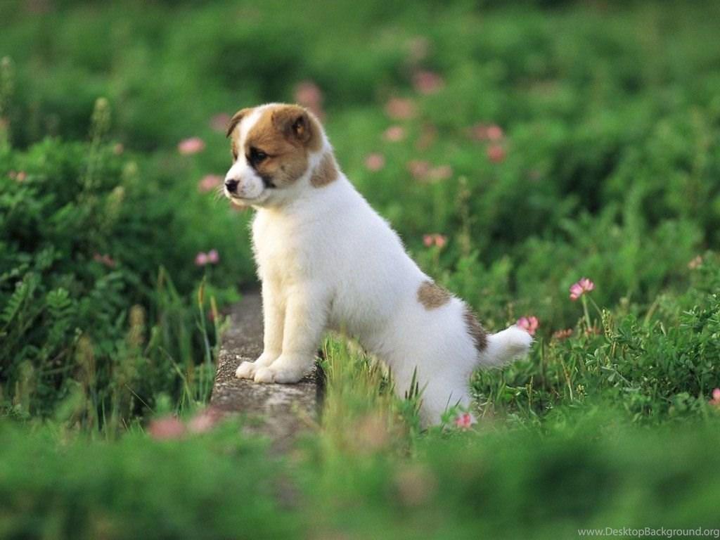 1024x768 Wallpaper For Gt Of Cute Puppies In HD 1600x900PX Cute Puppy. Desktop Background