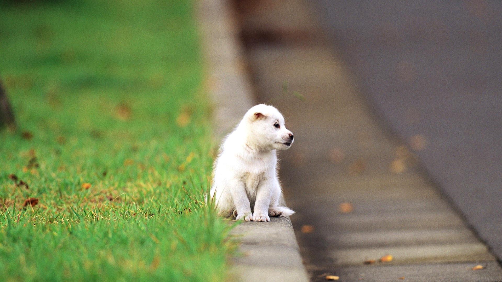 1920x1080 Cute Puppies Wallpaper HD