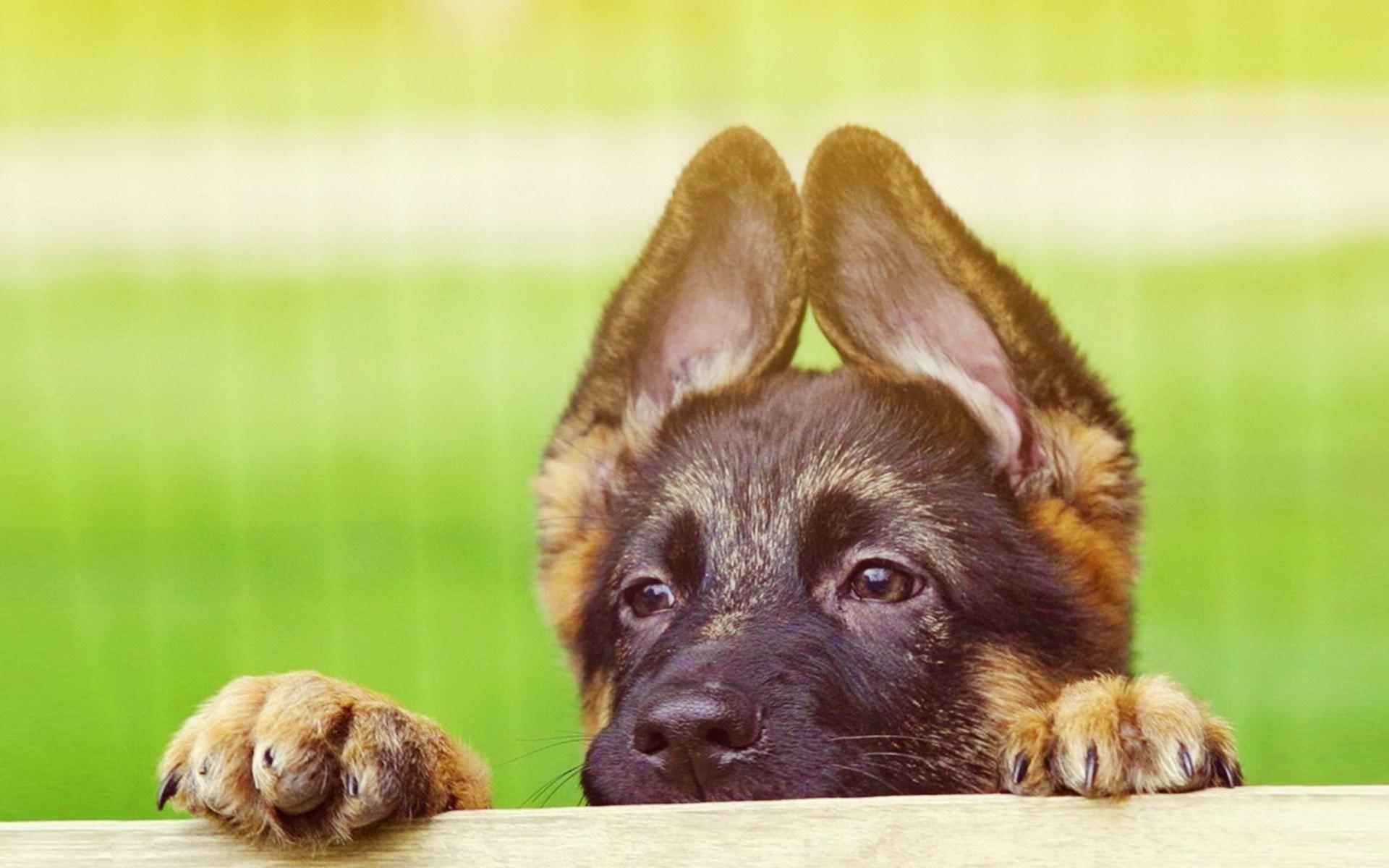 1920x1200 Wallpaper of Cute Puppies