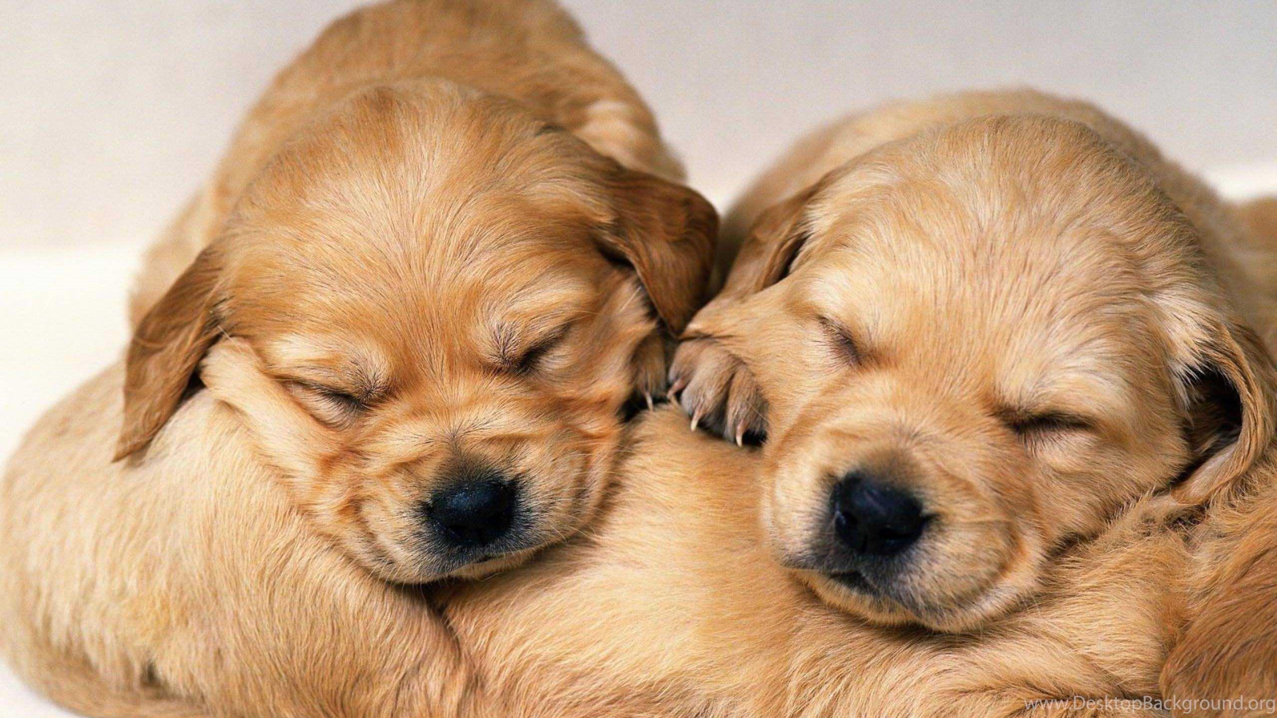 2560x1440 cute puppy desktop background