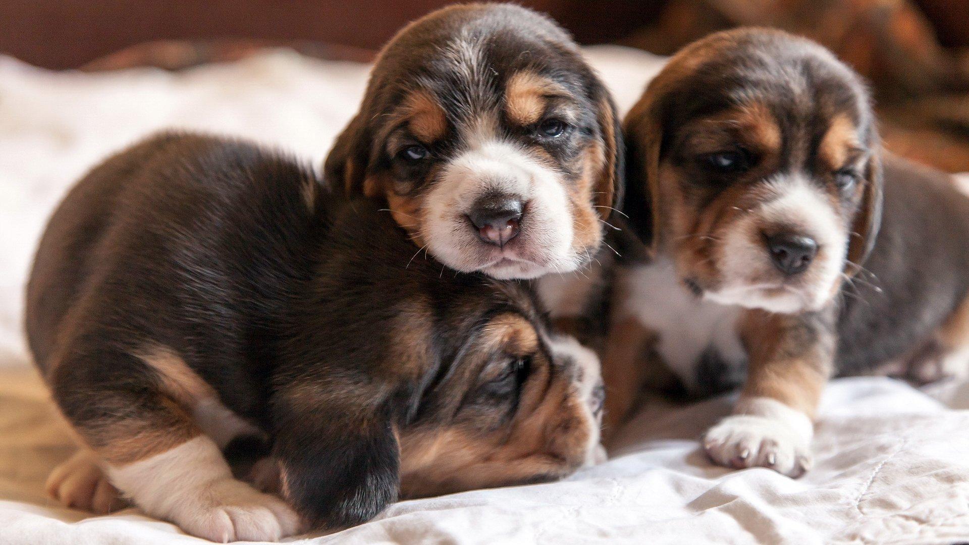 1920x1080 Puppies 4K wallpaper for your desktop or mobile screen free and easy to download
