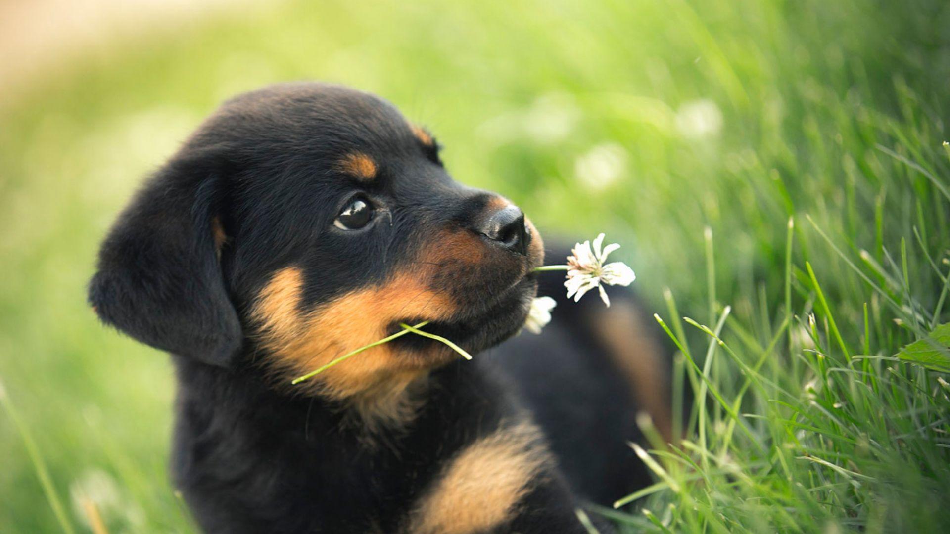 1920x1080 Desktop Wallpaper Rottweiler, Dog, Cute, Puppy, Grass, HD Image, Picture, Background, C89ebb