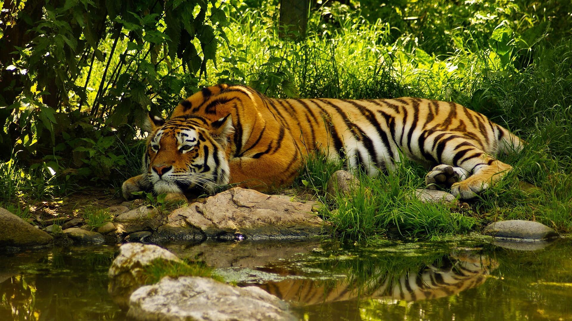 1920x1080 Beautiful Tiger Sleeping in Green Jungle Wallpaper
