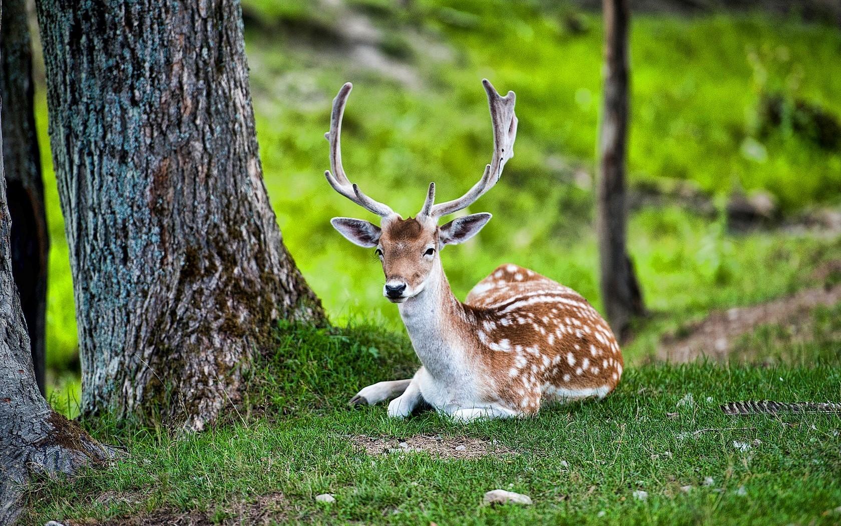 1680x1050 Amazing Beautiful Deer Seating In Jungle Image Hiran Photo Download