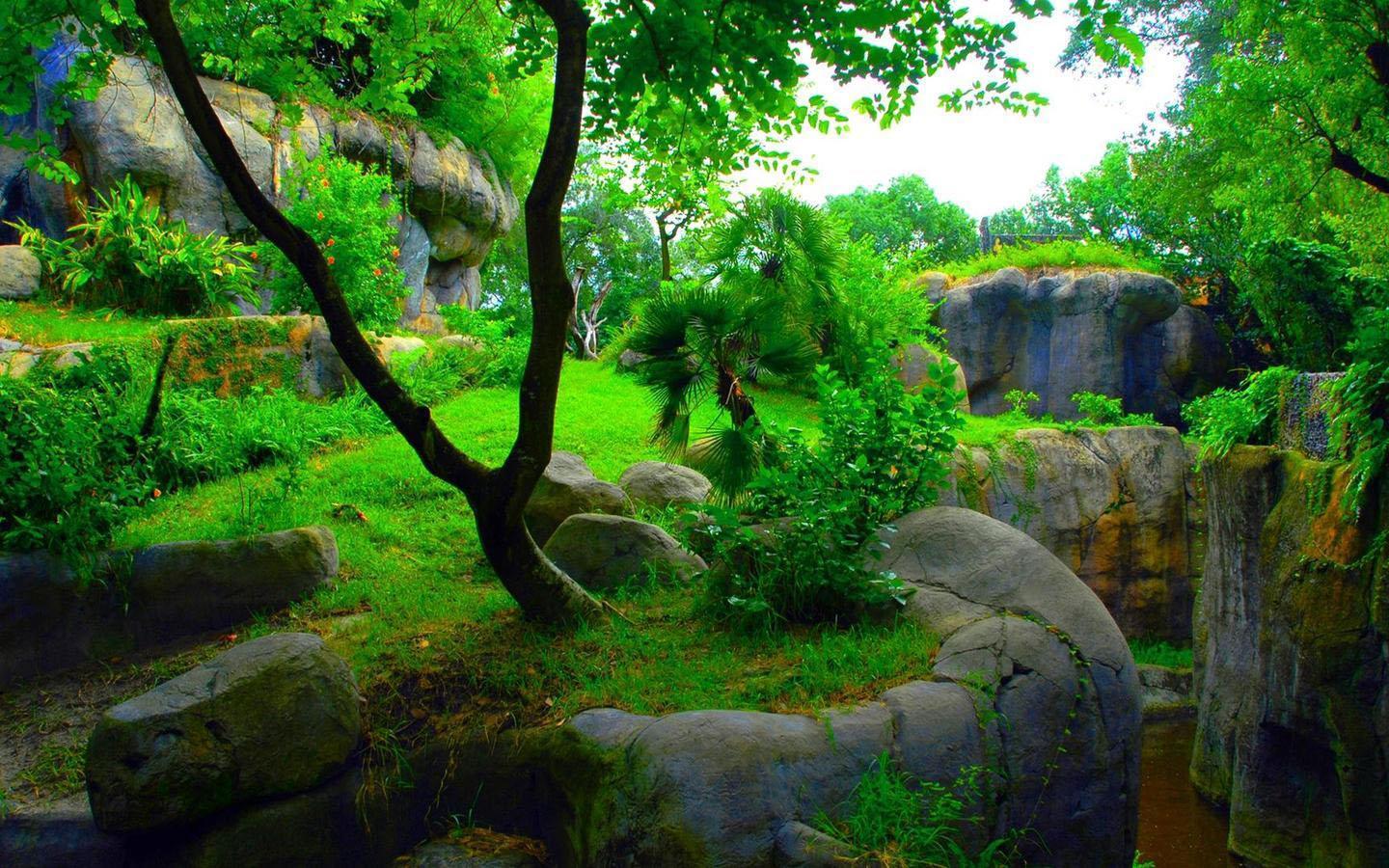 1440x900 Jungle Wallpaper HD for Android
