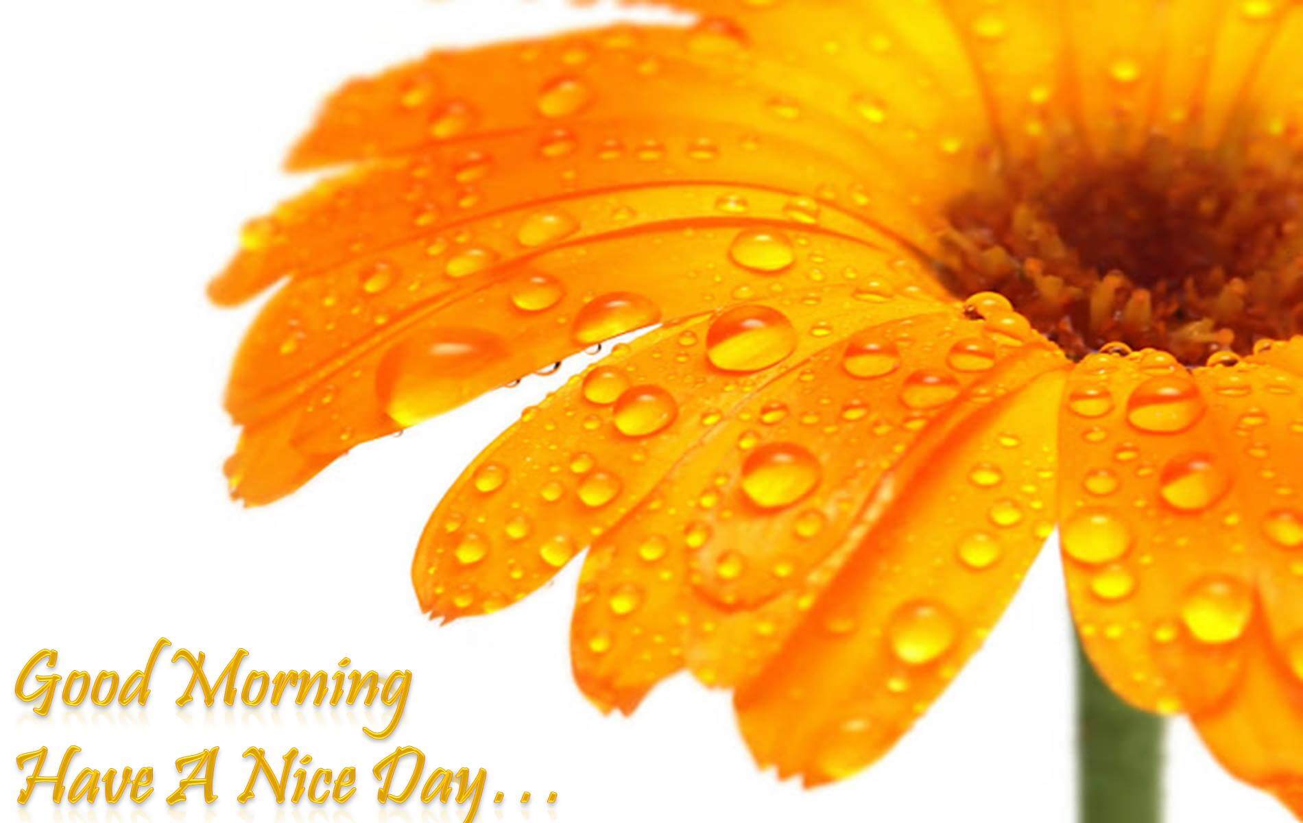 1900x1200 Best Good Morning Image, Quotes, Wallpaper For Morning Ultra HD 4k HD Wallpaper