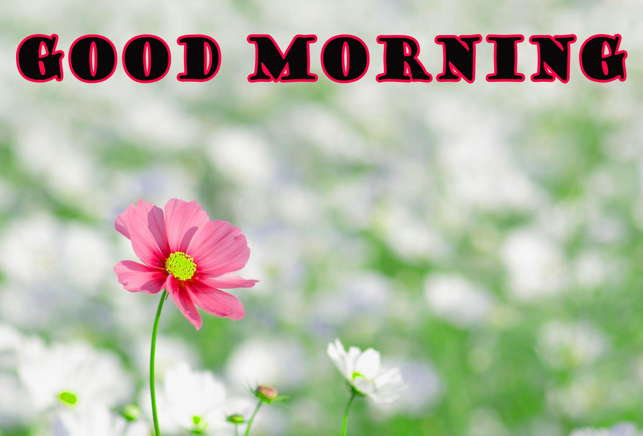 2164x1468 Good morning HD image latest. Latest Good Morning Image Wallpaper Photo Pics HD Download For Whatsapp - + गुड मॉर्निंग इमेजेज