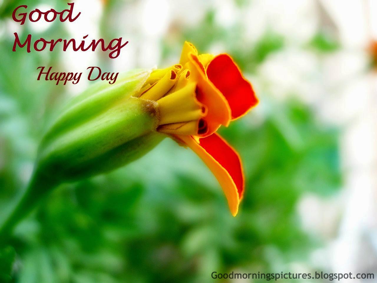 1280x960 AZquotes: Good Morning Beautiful Birds HD Image