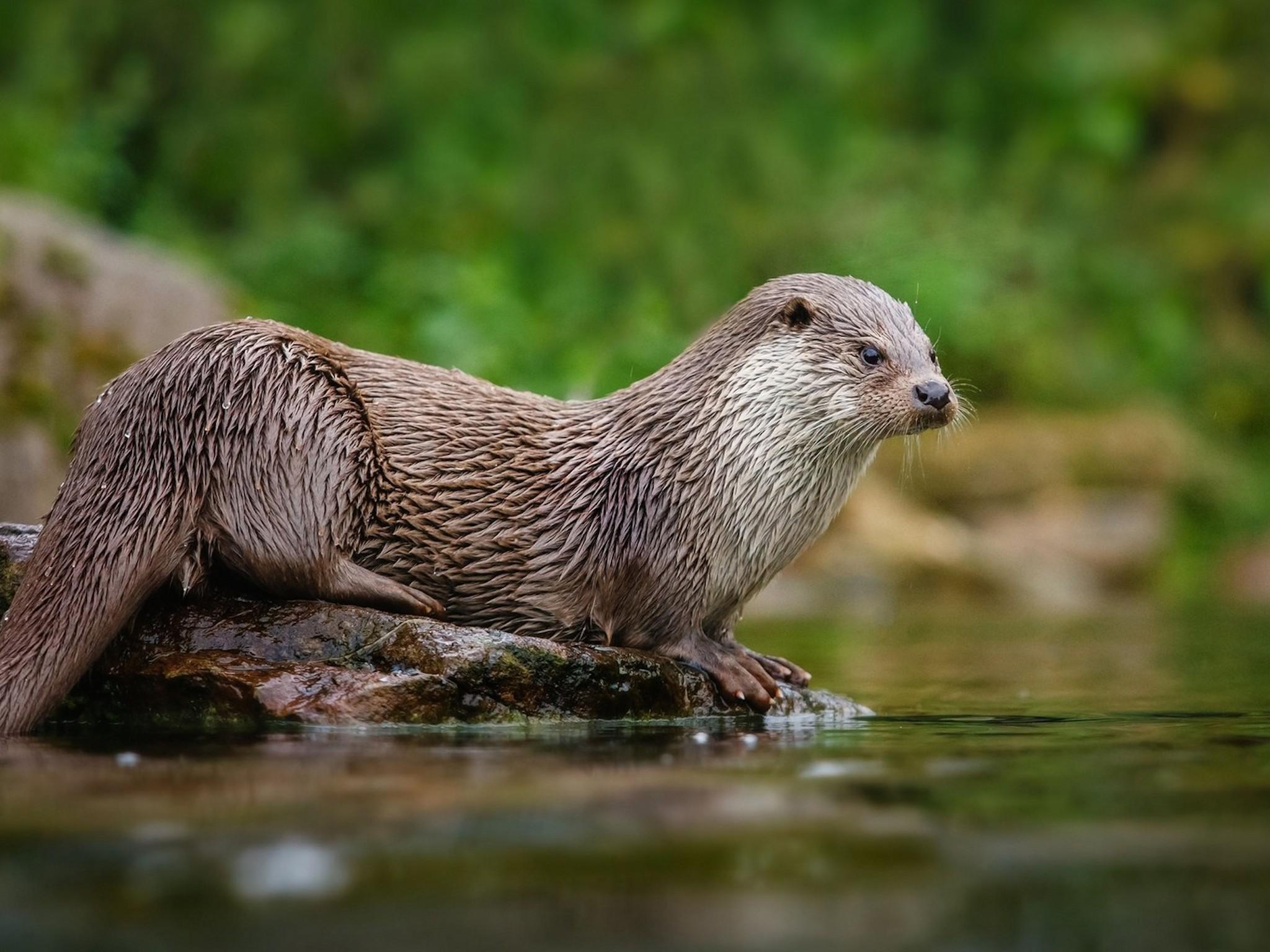 2048x1536 North American River Otter Wallpaper. Free HD Downloads
