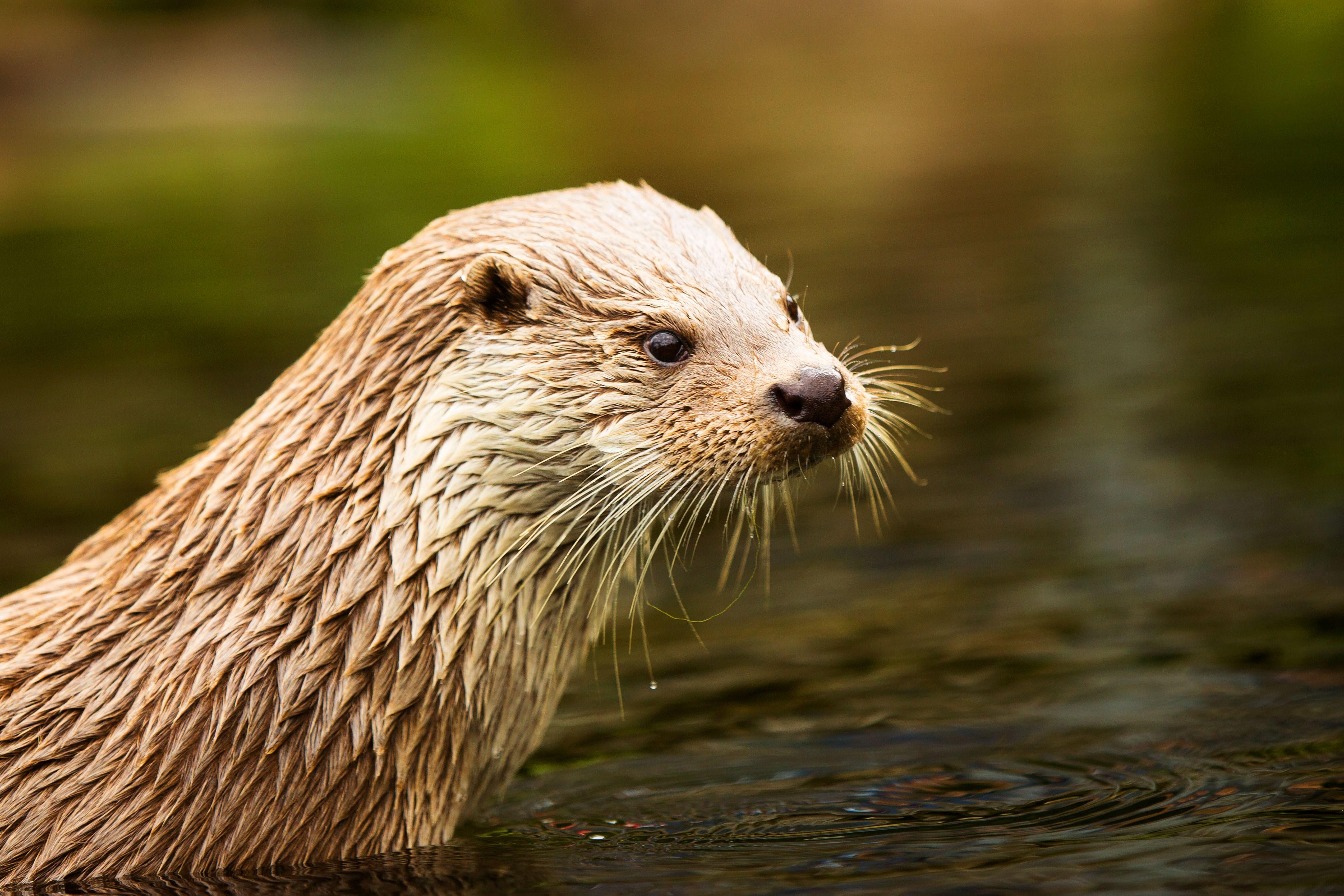 4208x2805 otter 4k ultra HD wallpaper High quality walls
