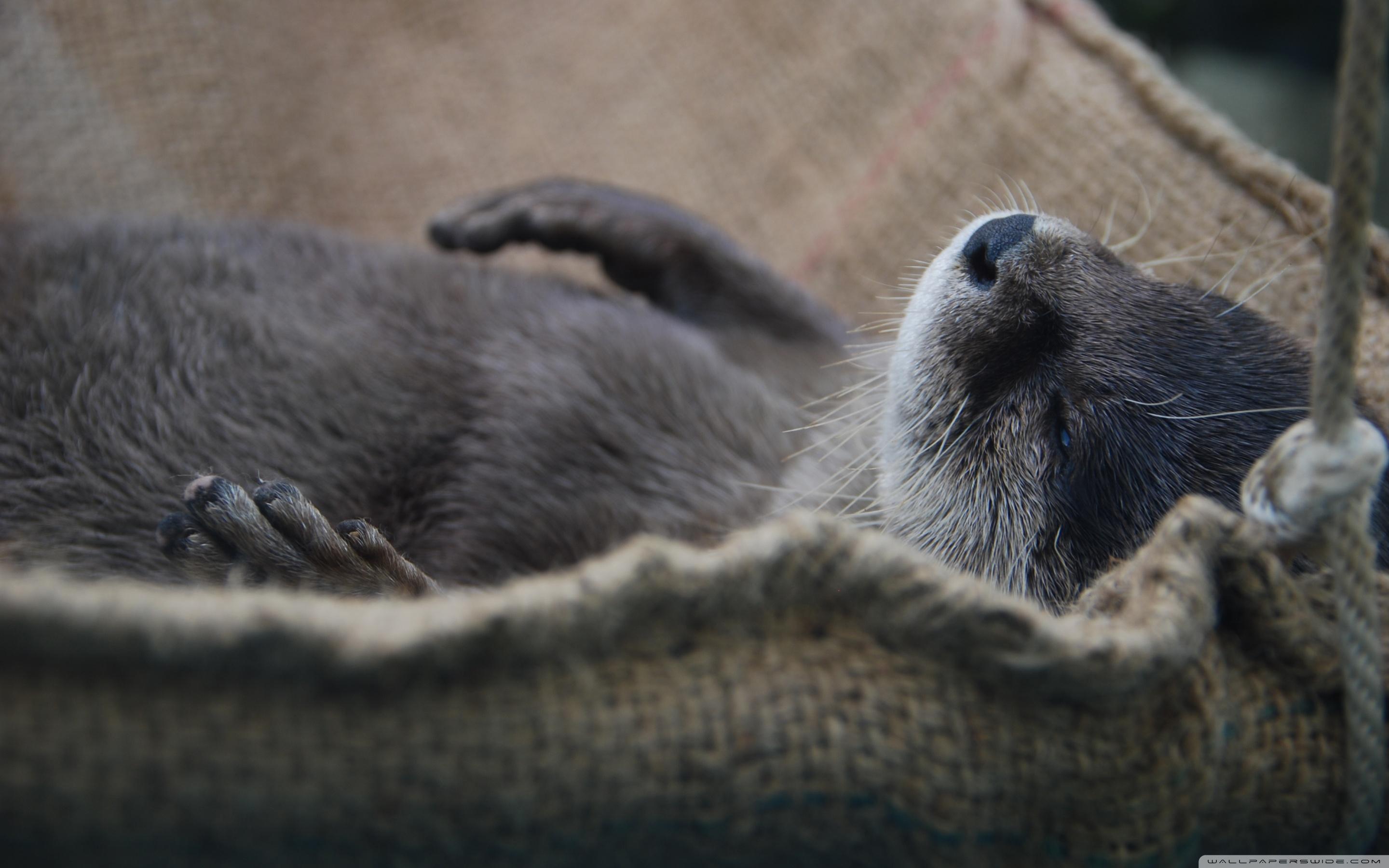 2880x1800 Nap Otter Ultra HD Desktop Background Wallpaper for 4K UHD TV : Multi Display, Dual Monitor : Tablet