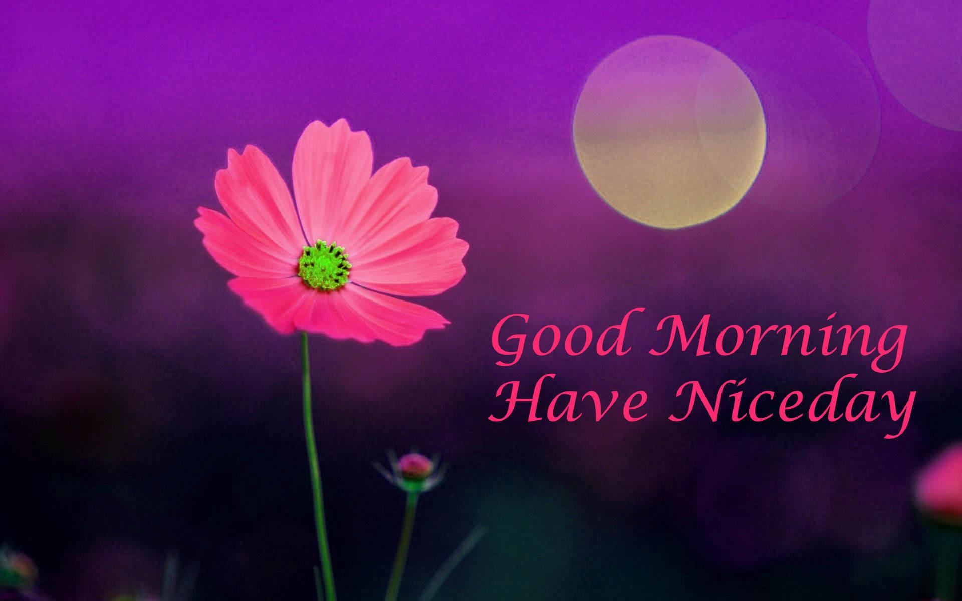 1920x1200 Flower Good Morning Image Downloaded