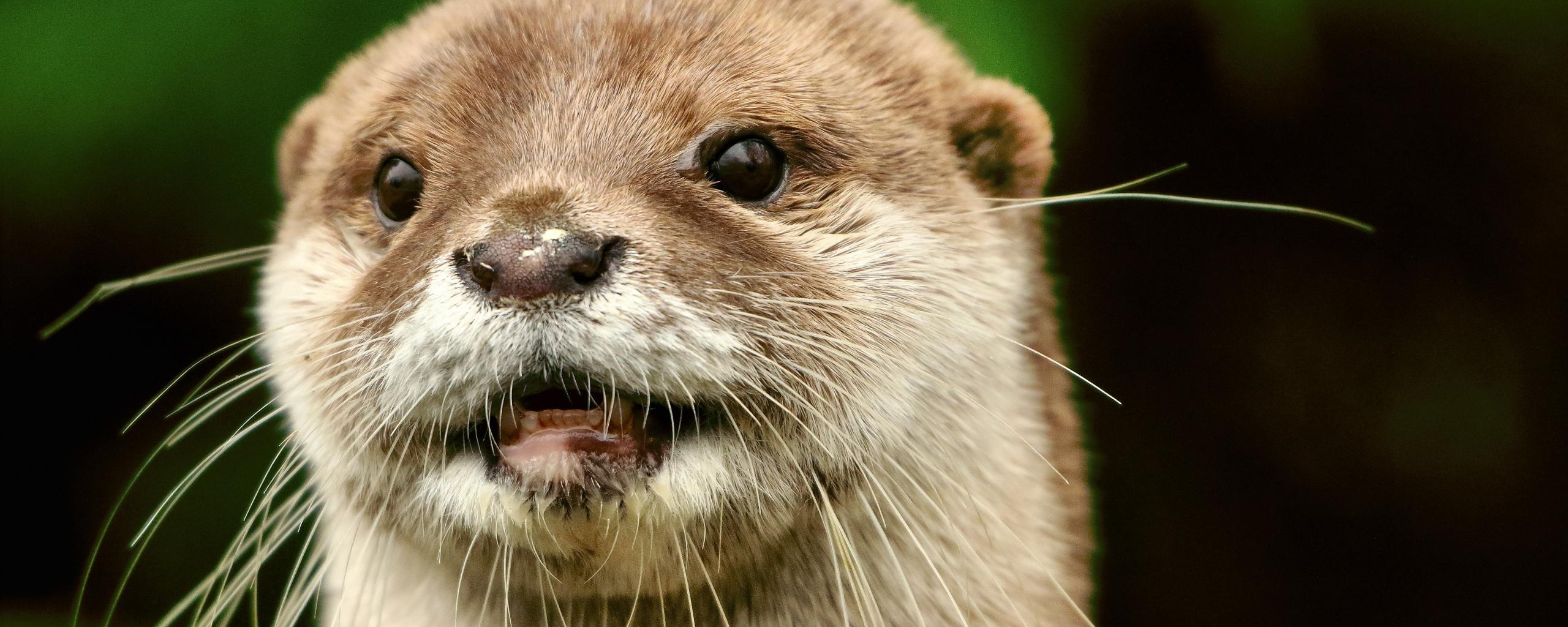 2560x1024 Desktop Wallpaper Otter Animal Face, HD Image, Picture, Background, Xf2k C